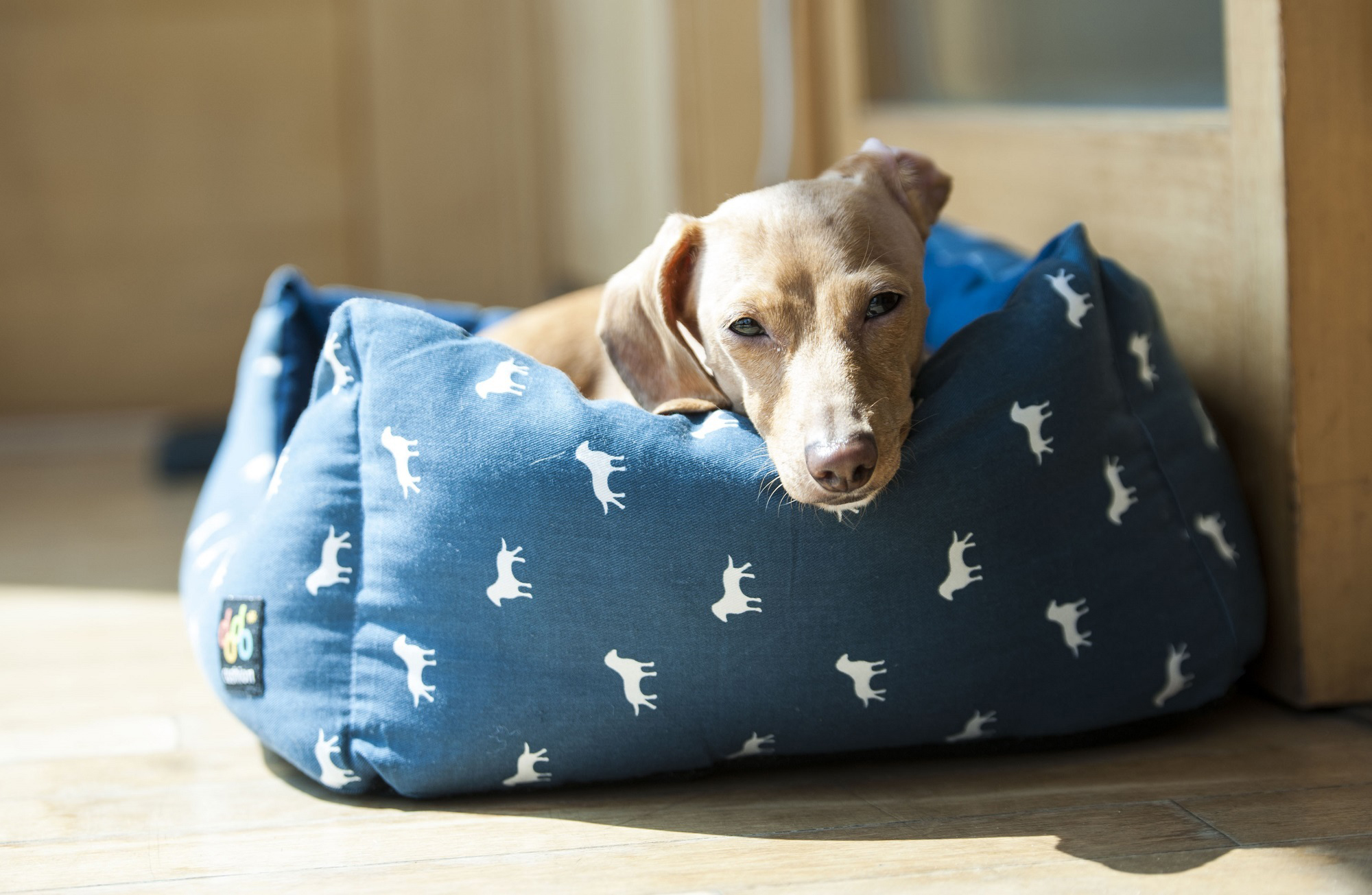 A dog sleeping in a dog bed in a sunny spot of a living room