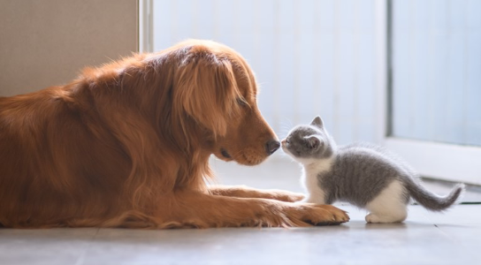 Dog & Kitten meeting