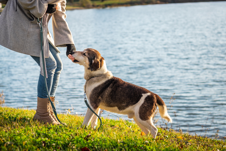 Dog walking