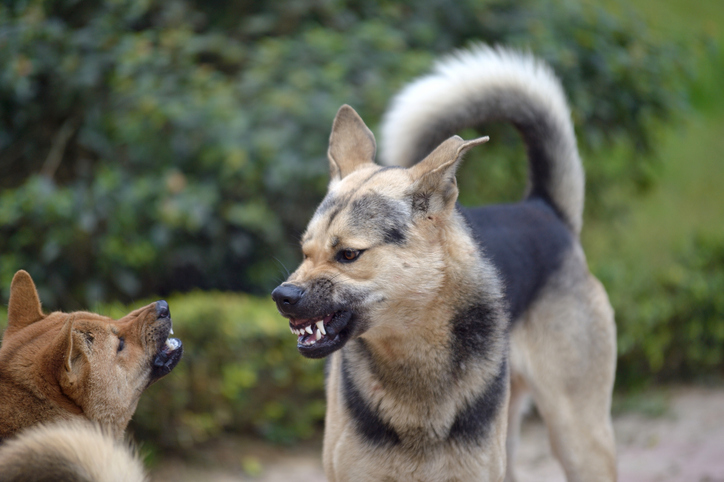 Two dogs playing together while snarling