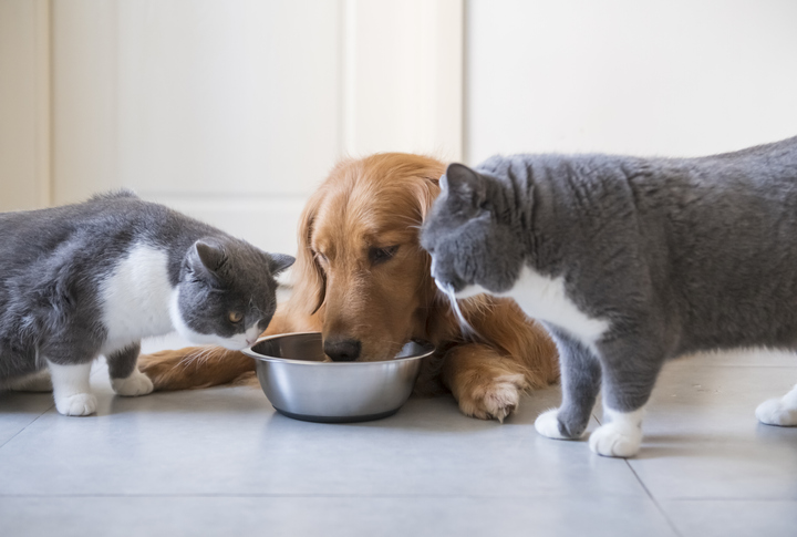 A senior dog eating from a bowl with a cat watching closely either side
