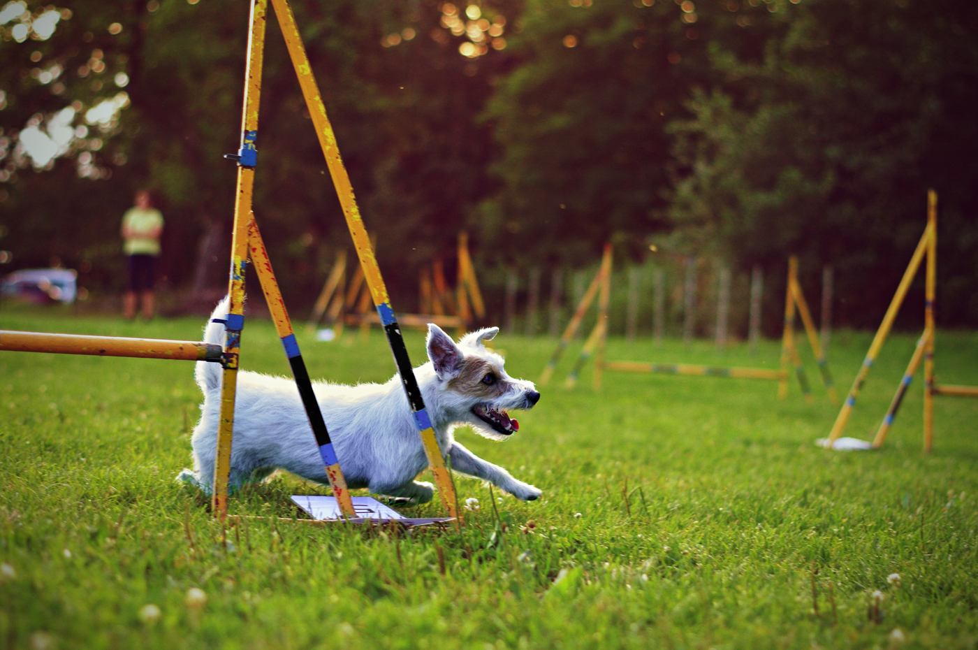 A small dog running around an agility training course