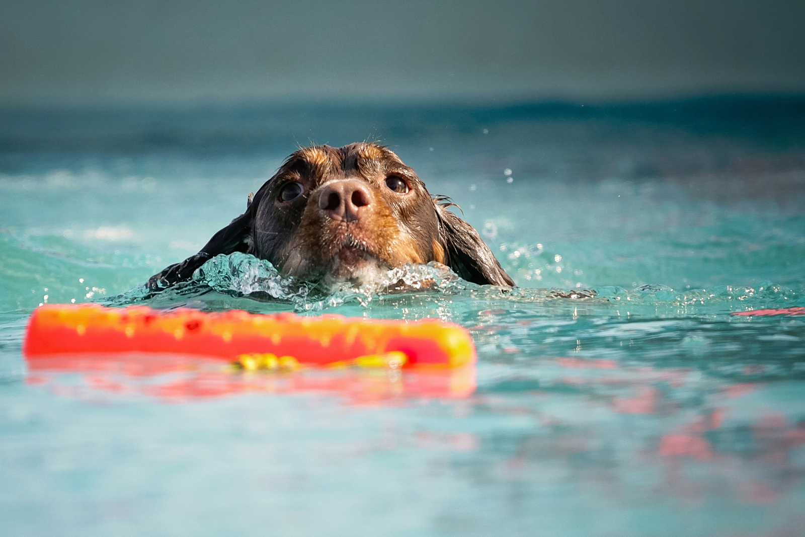 A dog swimming and retrieving a toy from a pool