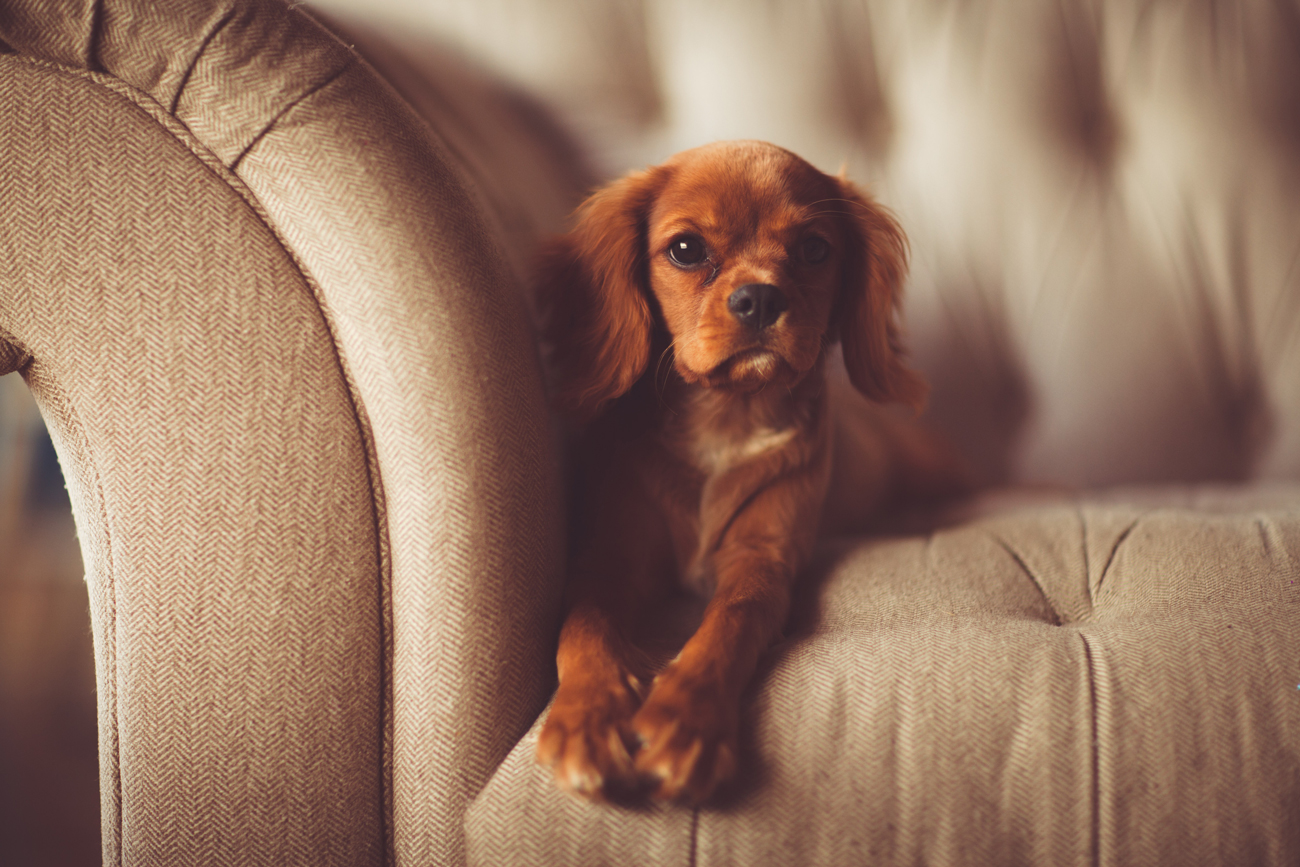 A small brown dog sitting on a sofa