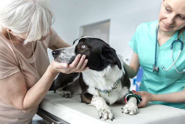 Dog at the vets