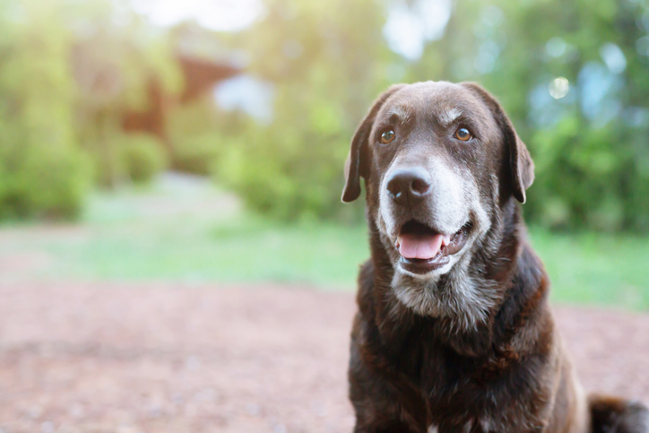 Happy elderly dog