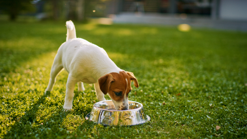 A dog eating from a bowl in a grass garden