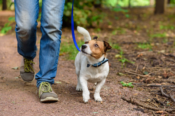 Dog Napper