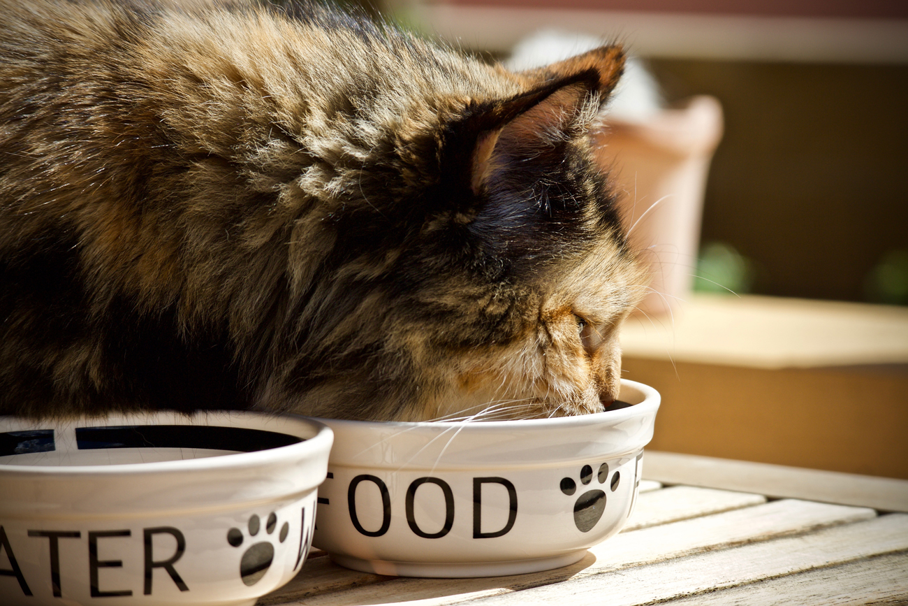 A grey senior cat eating from a bowl of cat biscuits