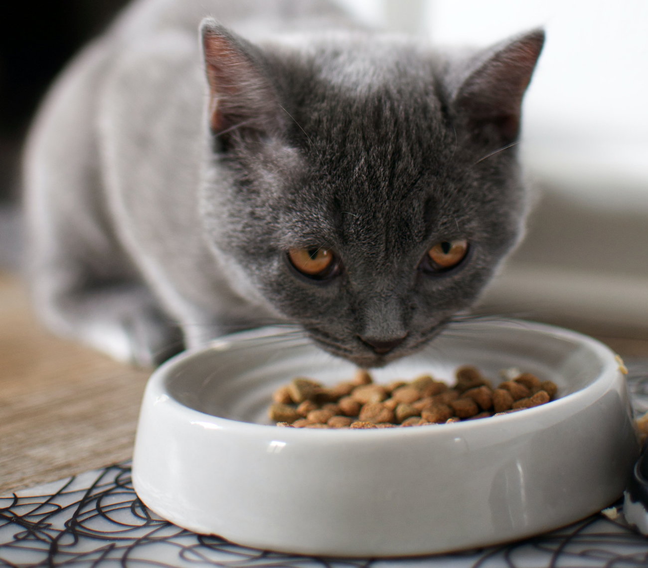 A grey senior cat eating cat biscuits from a food bowl