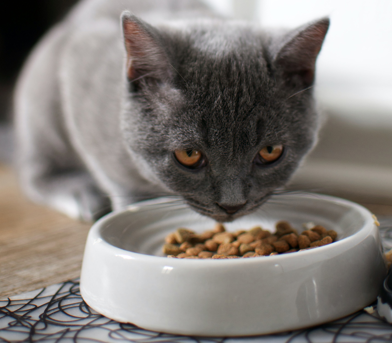 A cat eating from it's food bowl in a living room