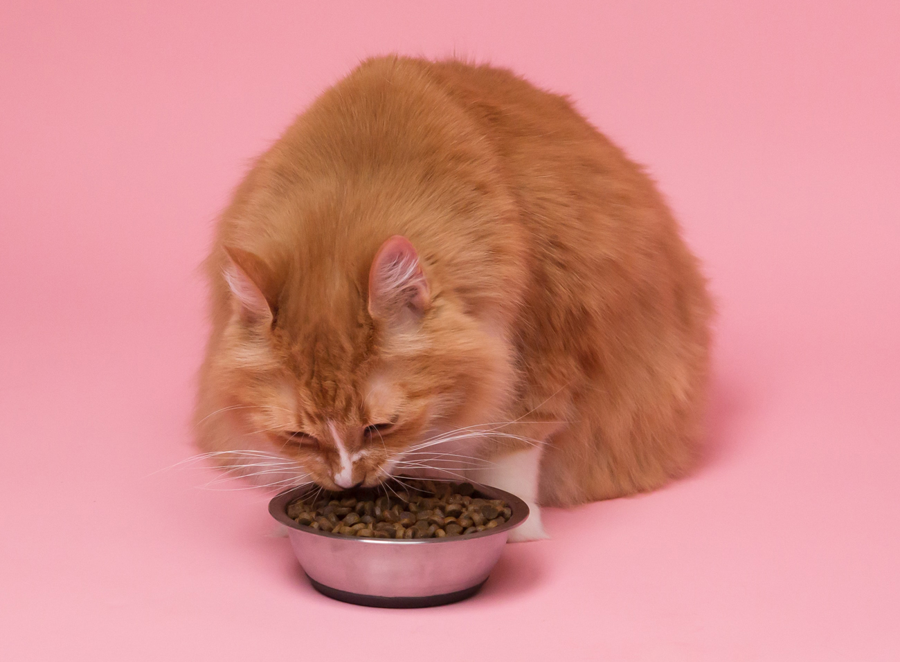 A senior ginger cat eating from a food bowl against a solid pink background