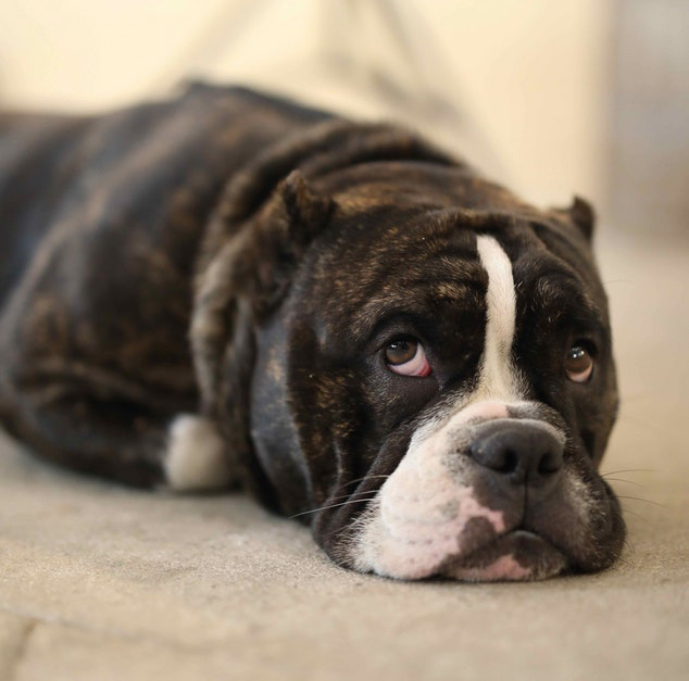 A sad looking older dog laying down with its chin on the floor