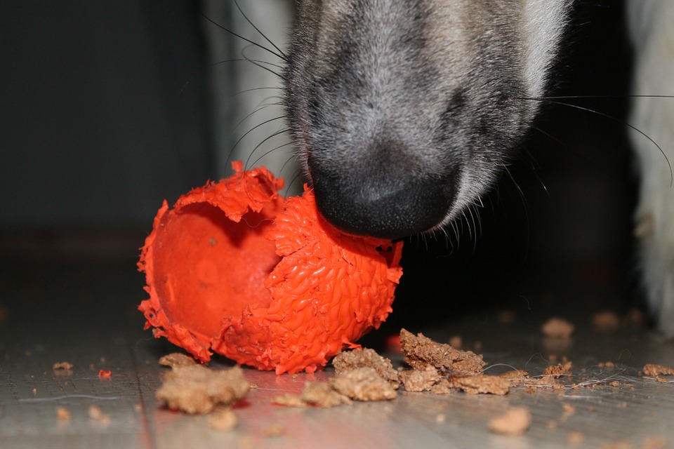 A dog chewing apart a dog toy