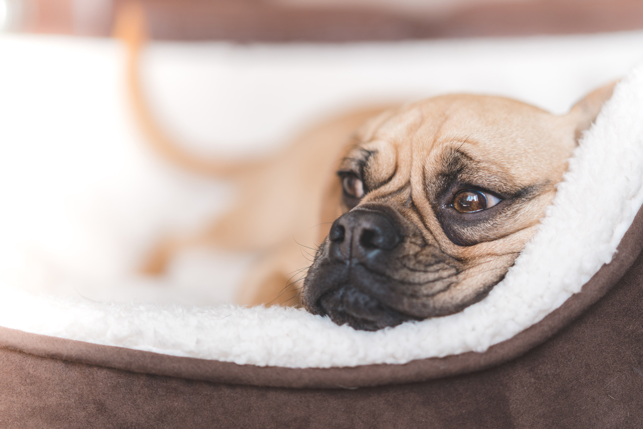 A dog asleep in its bed