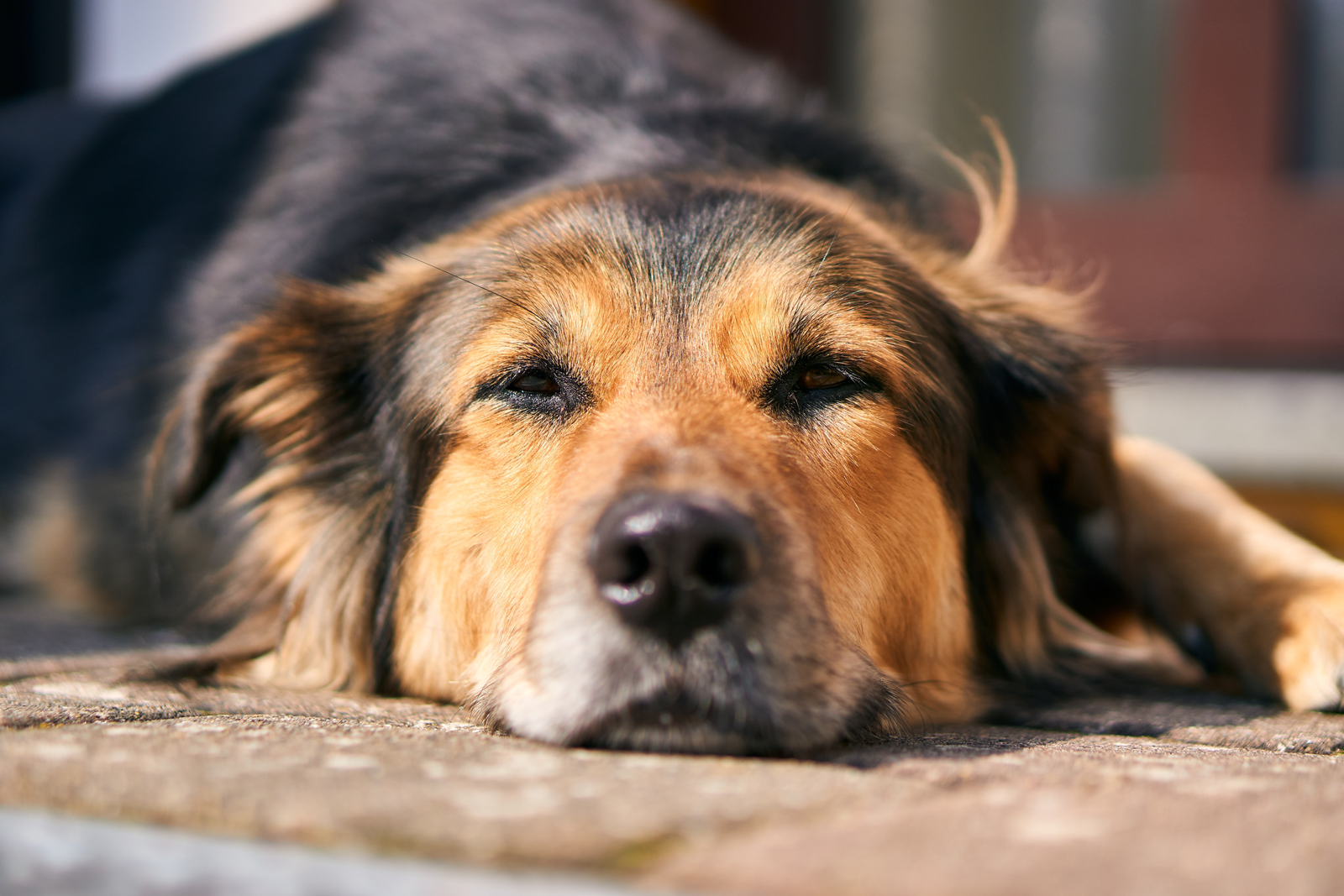 An older dog relaxing laying down outside