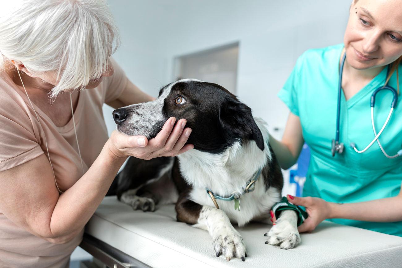 A woman holding her dog's face as a vet inspects it