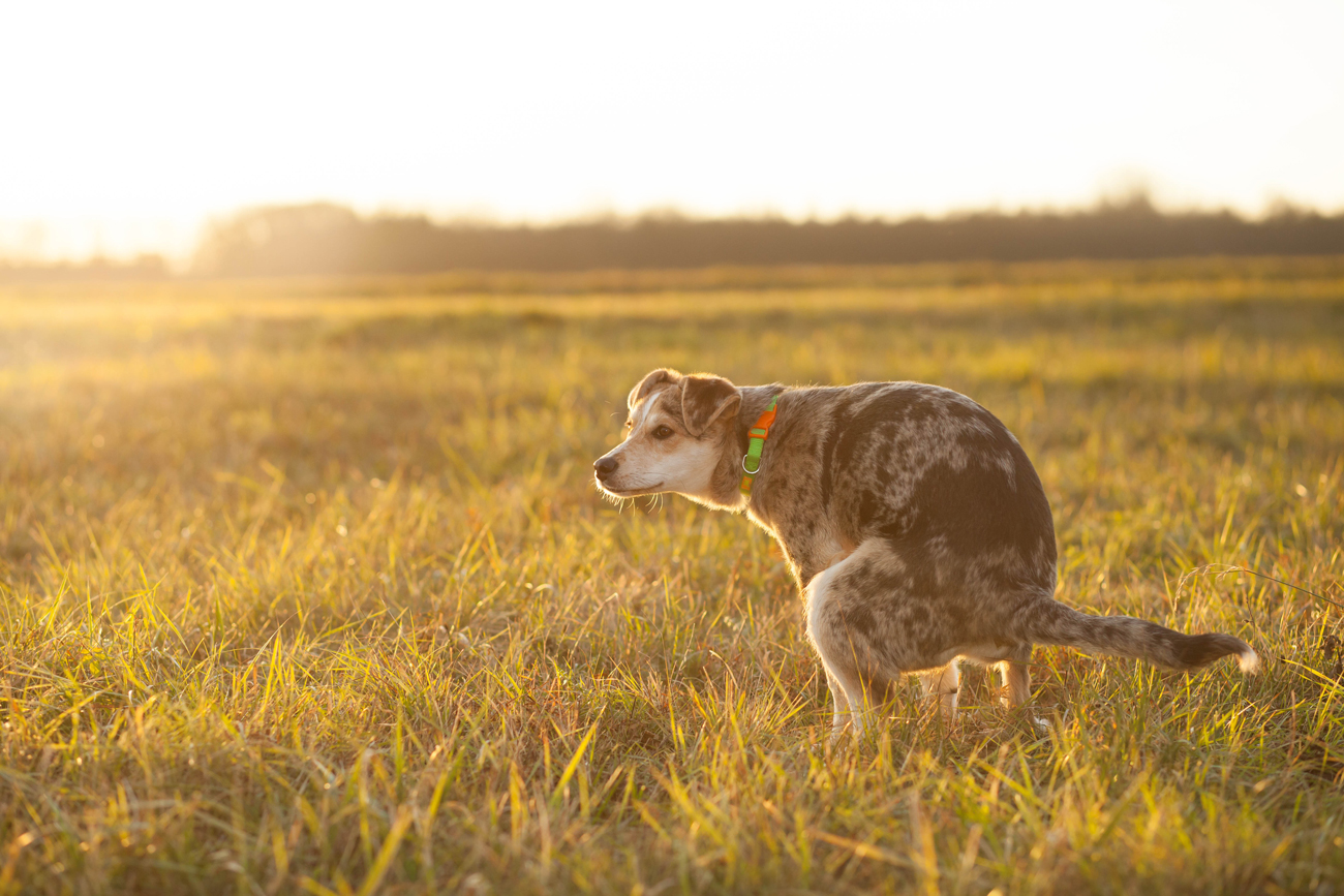 A dog defecating in a field with the sun setting behind 
