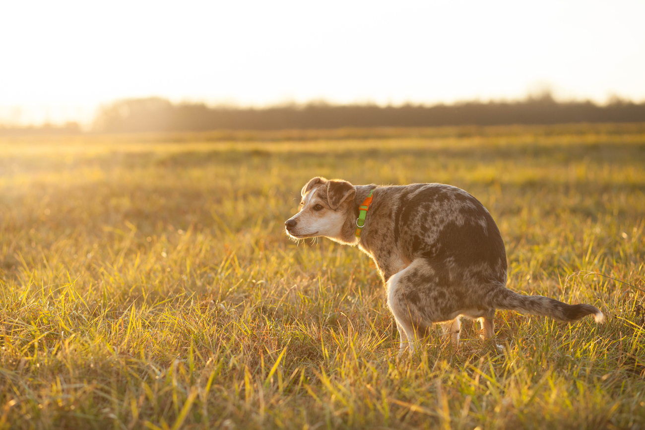 what to do when your old dog becomes incontinent