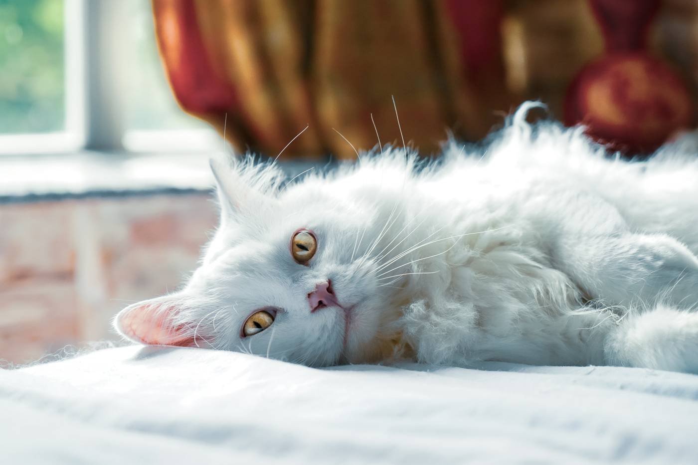 A fluffy white cat laying on a bed