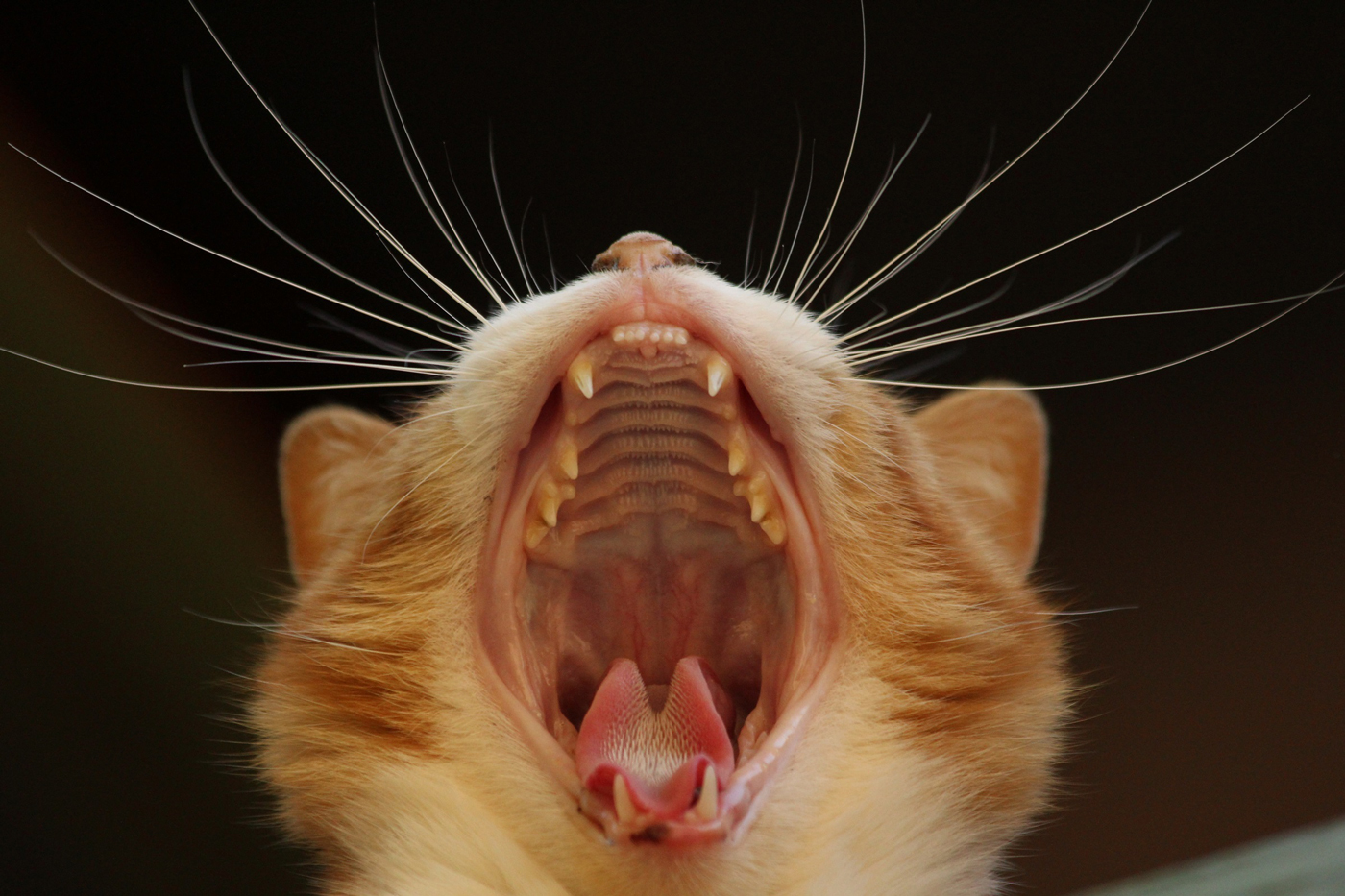 A cat with its mouth wide open while it's yawning