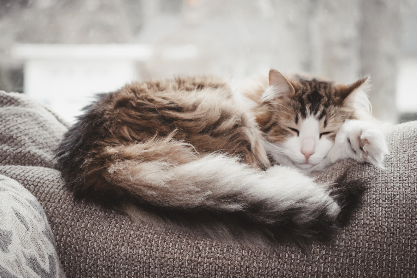 A fluffy older cat laying on the back of a sofa sleeping