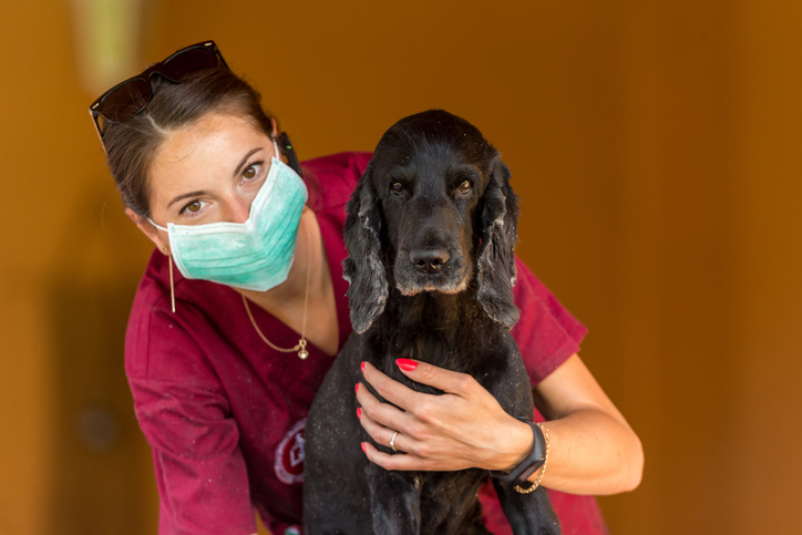 A pet masseuse working on a dog