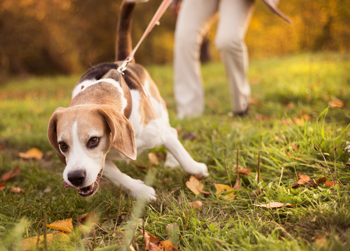 Senior beagle on the lead