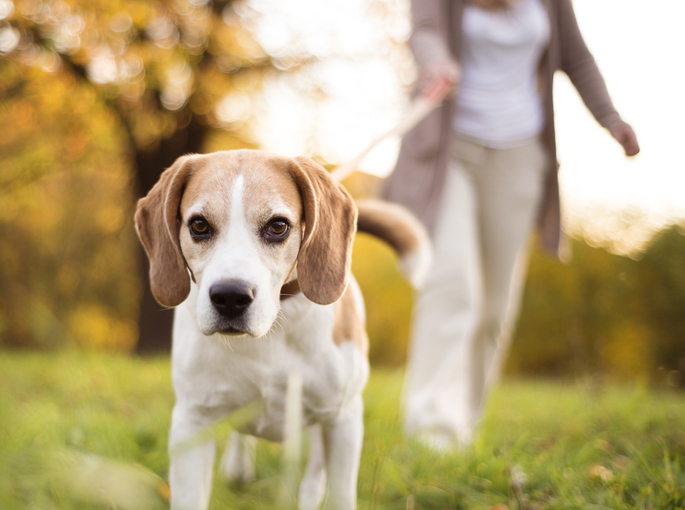 Senior Beagle