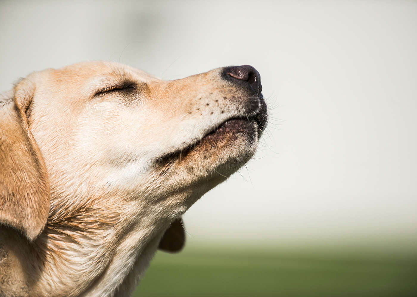 A dog urinating in a garden