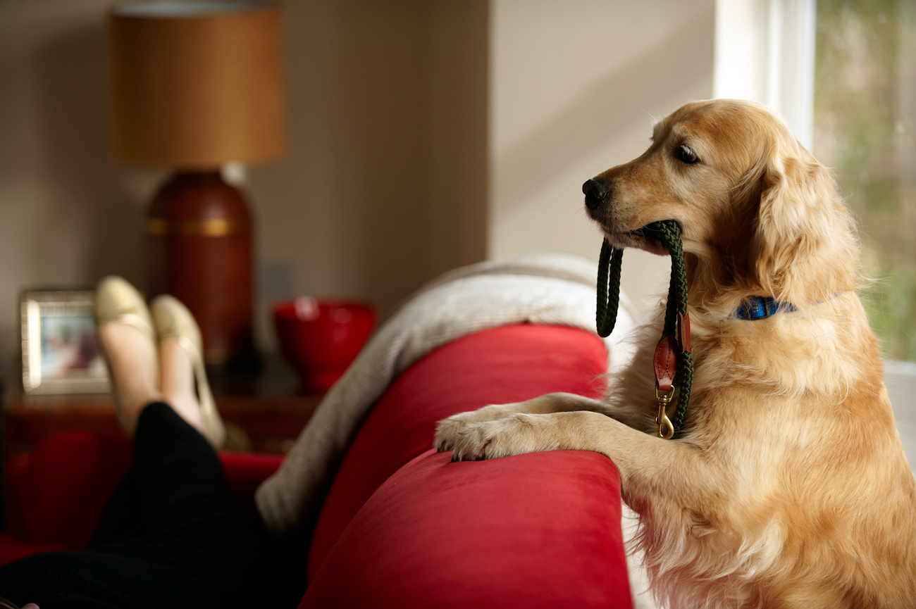A dog jumping up on the back of a sofa holding a lead in its mouth while the owner is laying on the sofa