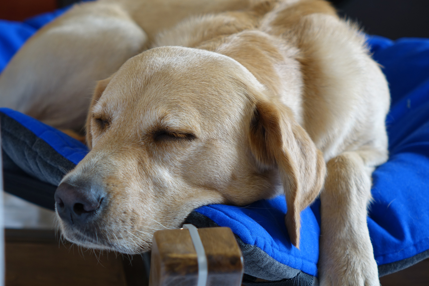 An older dog sleeping on a raised bed