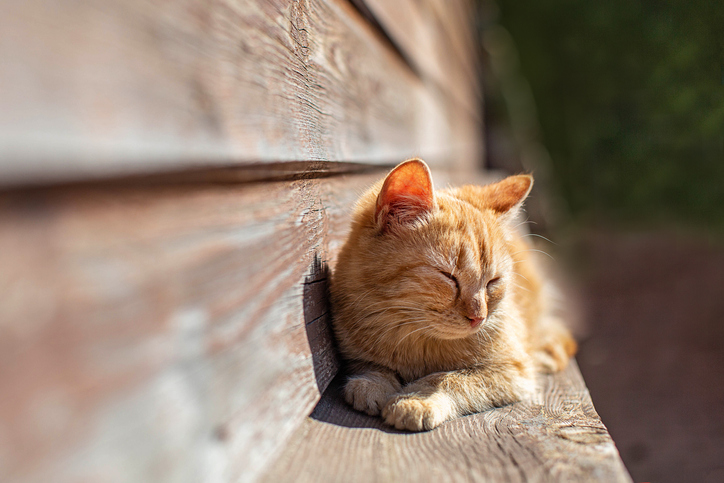 A cat laying on a wooden ledge outside of a house