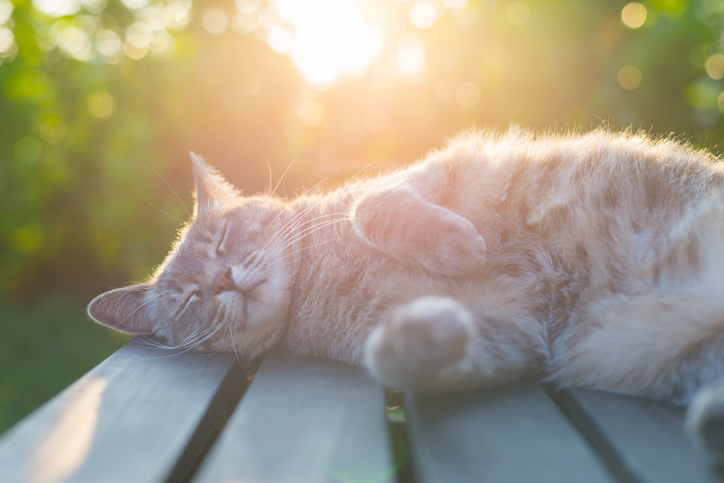 Cat Sunbathing