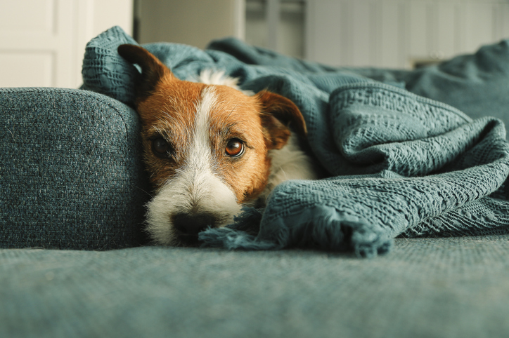 Jack Russell Terrier