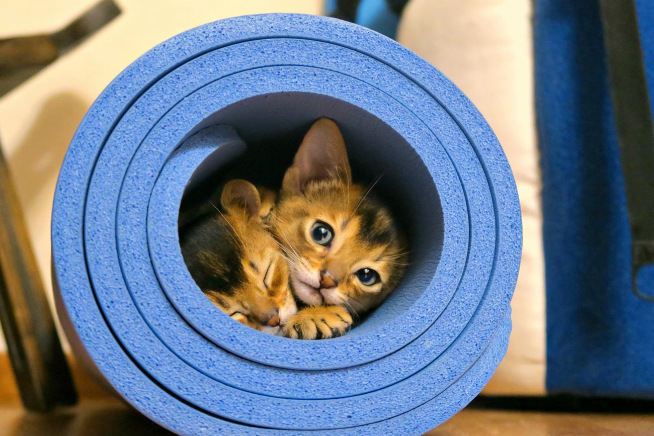 Two young cats sleeping in a rolled up yoga mat together