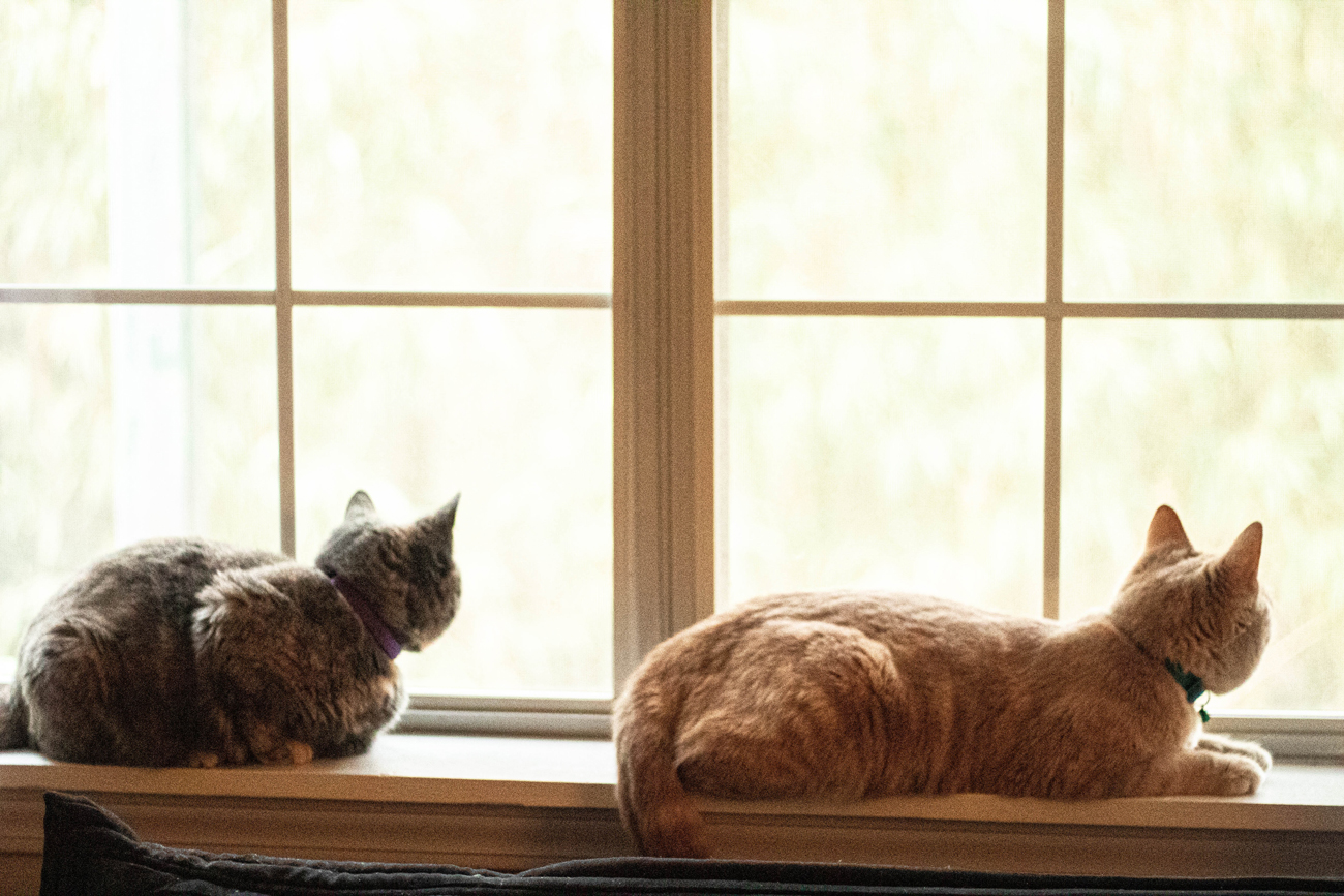 A pair of cats laying on a windowsill together
