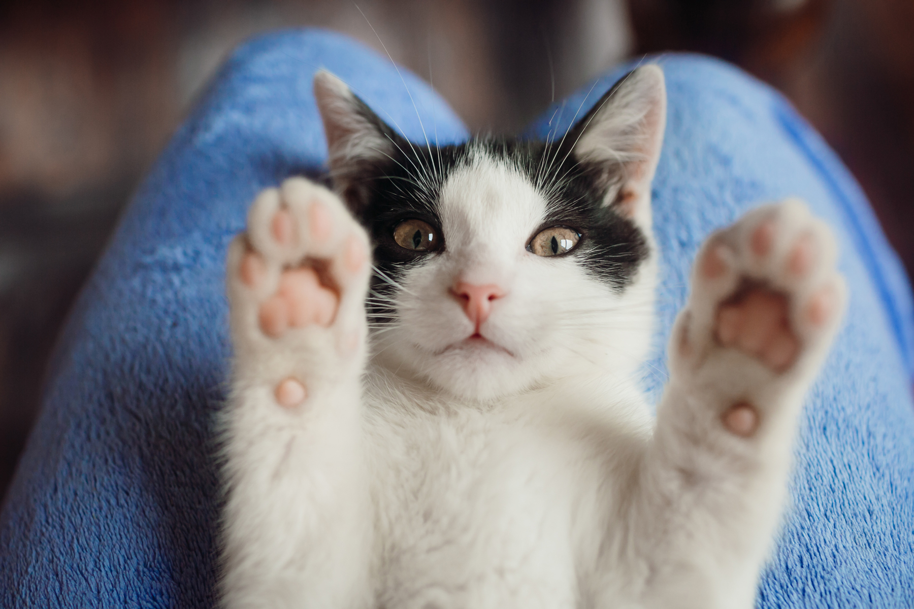 A cat with its paws in the air laying on its owner's lap