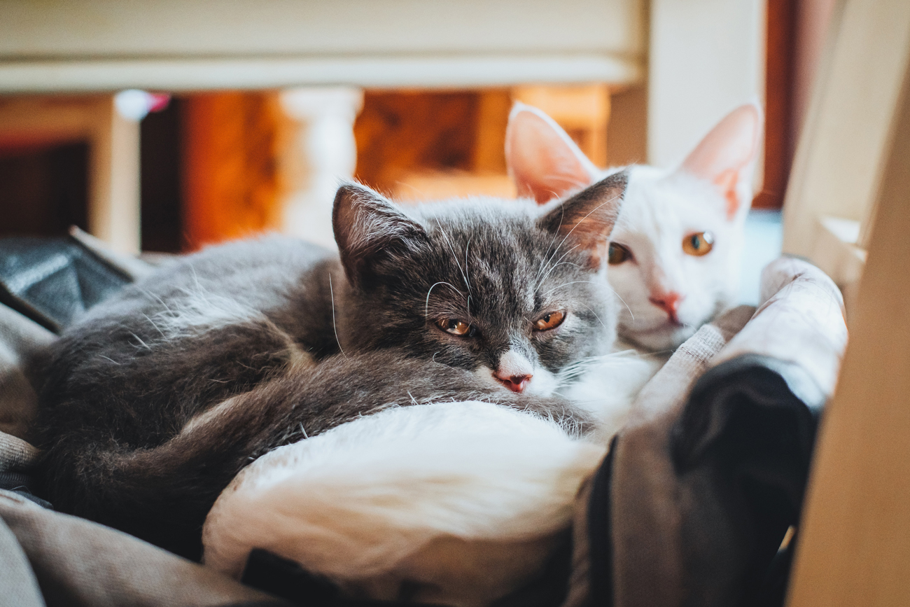 Two bonded cats laying on a sofa together