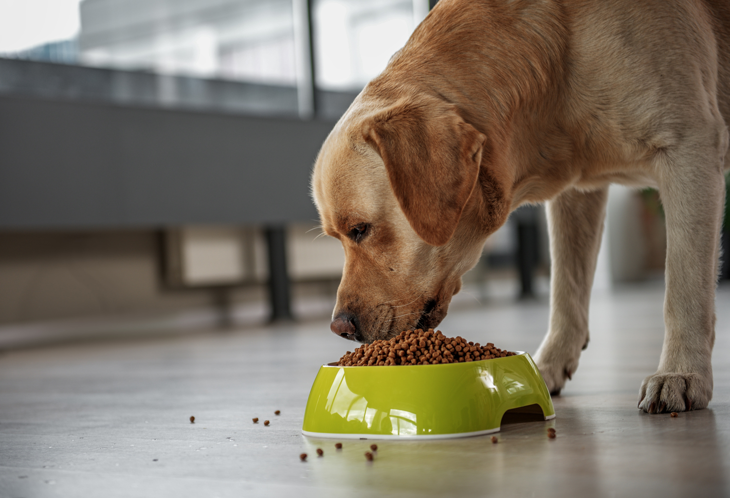 An older dog eating food from a bowl in a kitchen