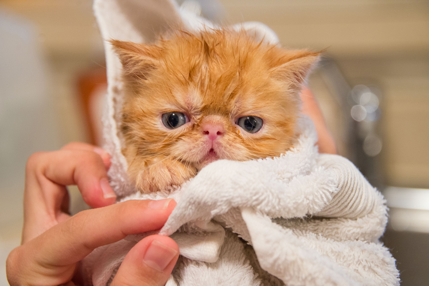 A young kitten wrapped in a towel