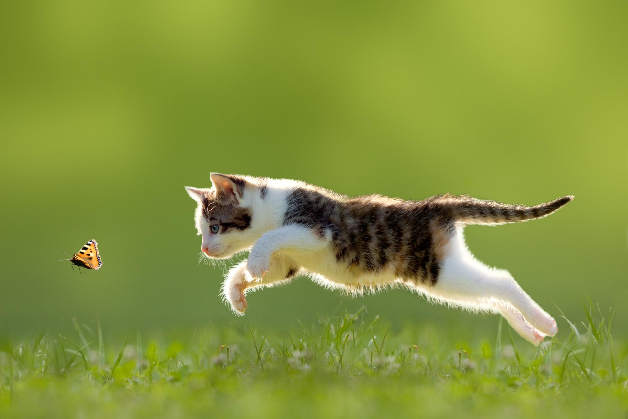 A kitten chasing a butterfly in a grassy garden