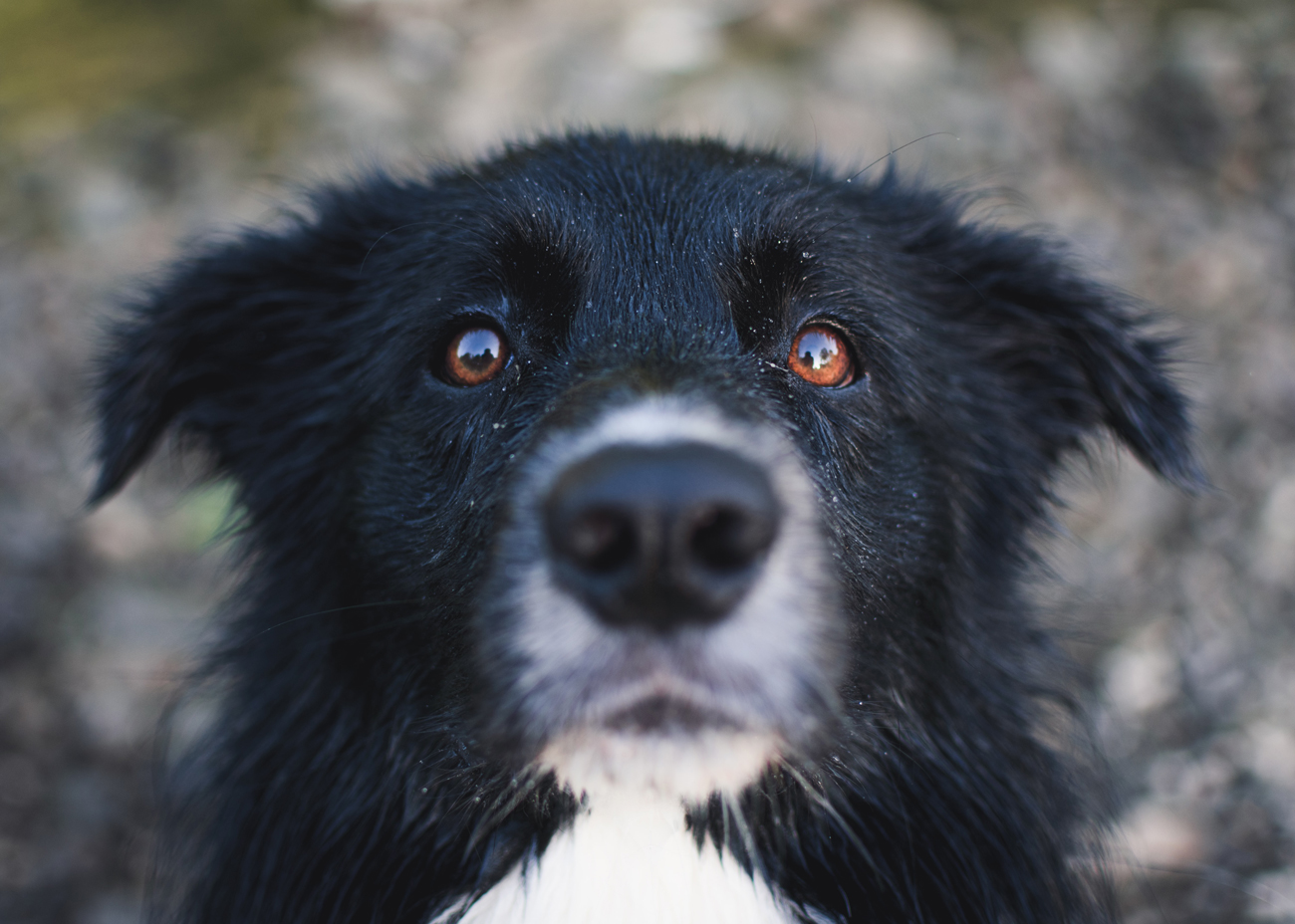 An close up of an older border collie looking up