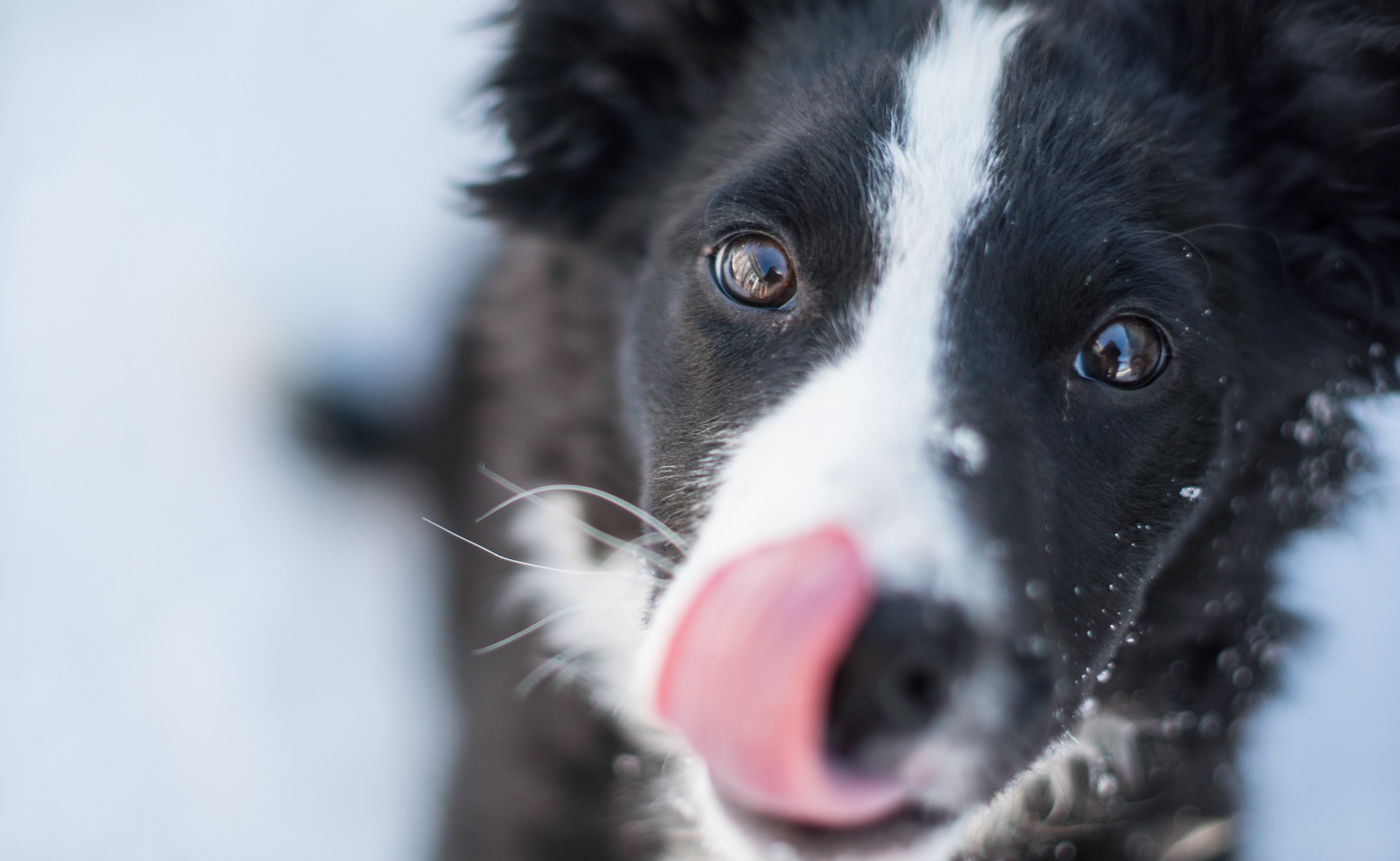 A close up of an older dog looking up and licking its lips