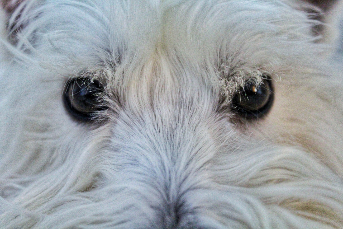 A close up of a senior dog's eyes