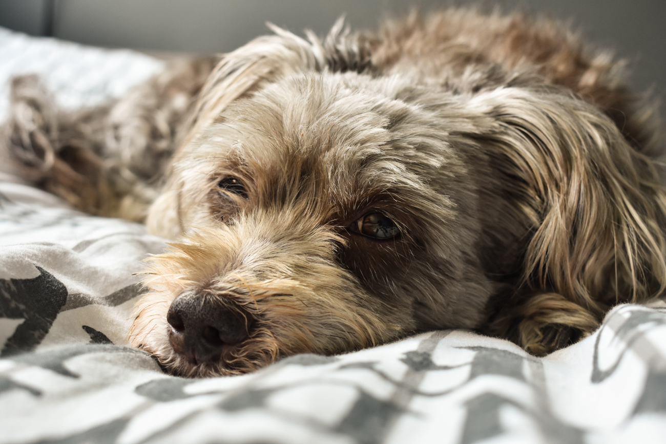 A senior dog laying on a bed looking up