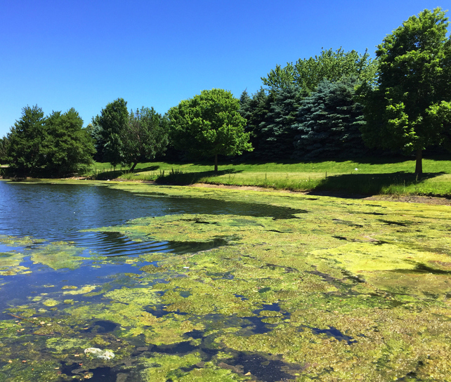 Blue-green algae