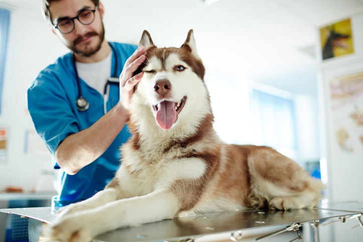 A vet inspecting a dog on a vets table