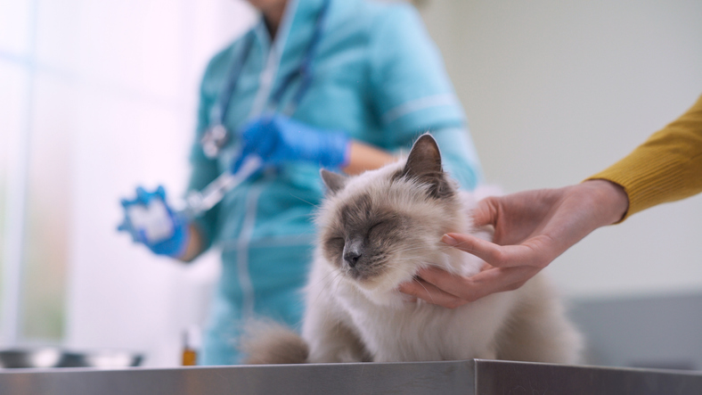 Cat at vets