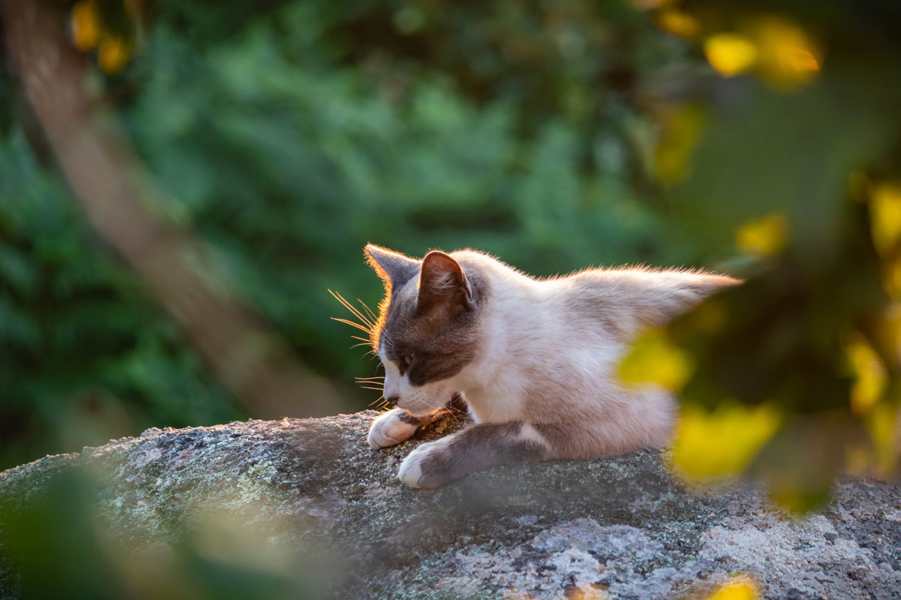 A cat relaxing on a large rock in the evening sun in a wooded area